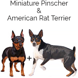 American Rat Pinscher Dog
